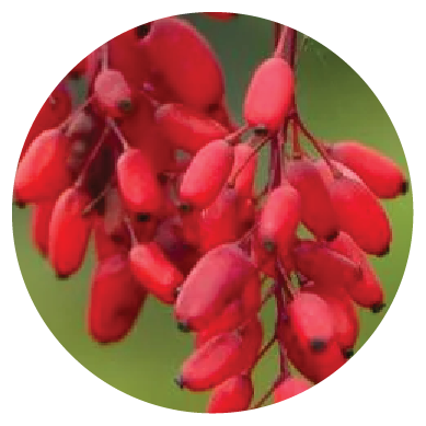 Berberine