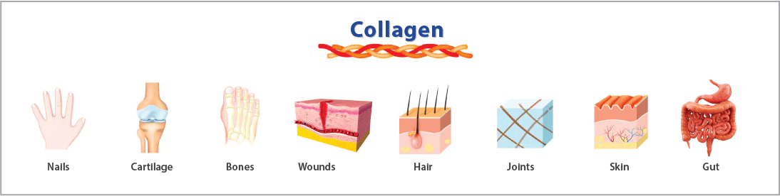 Role Collagen Collagen: for more than just a pretty face! | Medinutritionals Research